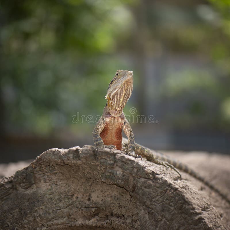 Water Dragon. stock image. Image of lizard, tail, spiky 116052061