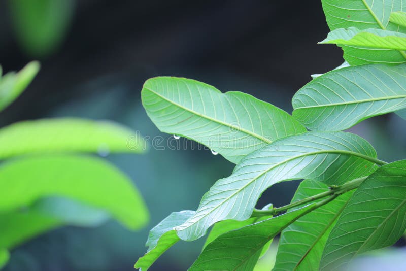 Water Dripping from Leaves of a Tree Stock Photo Image of healthy, shiny 155625448
