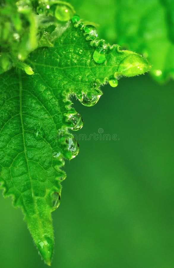 Water drop