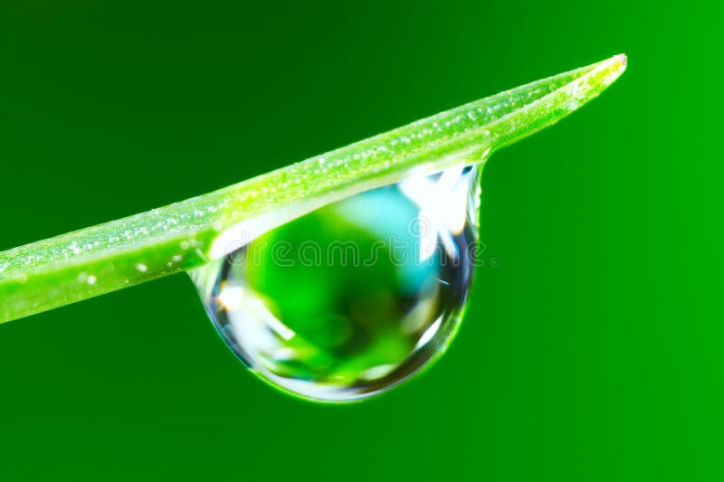 Gocce d'acqua su fresco verde germoglio.