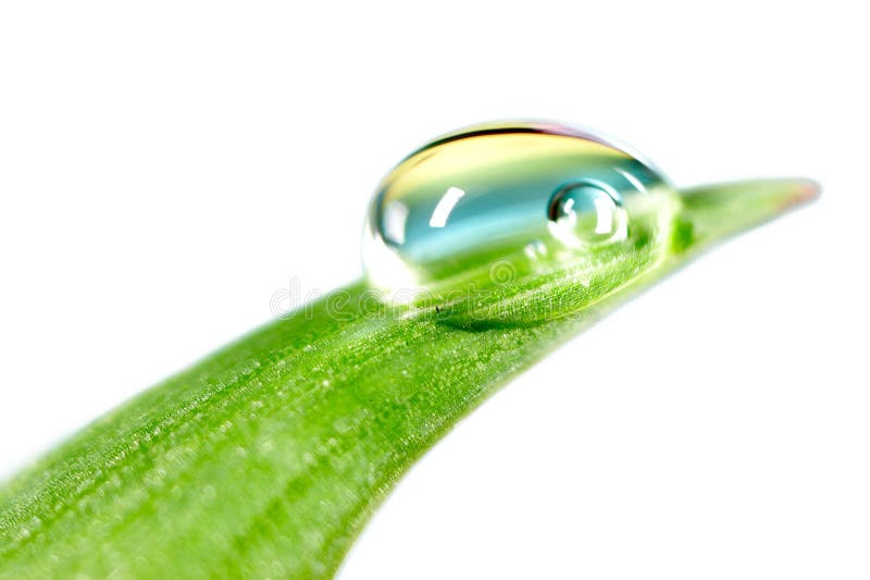 Gocce d'acqua su fresco verde germoglio.