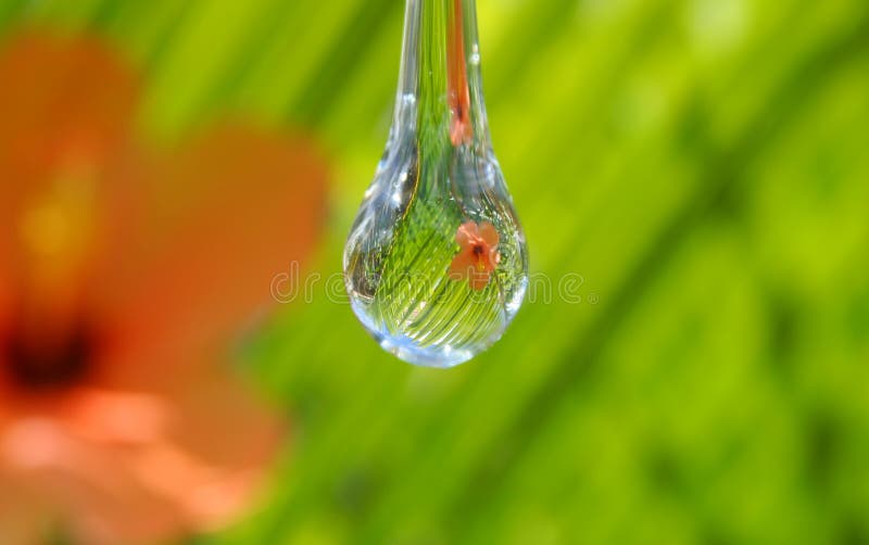 Goccia d'acqua contro greenry con fiore di ibisco.