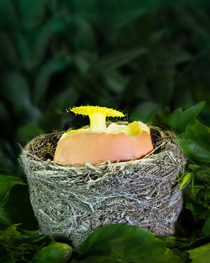 Water Drop Art into an Egg Shell in a Nest Stock Image Image of