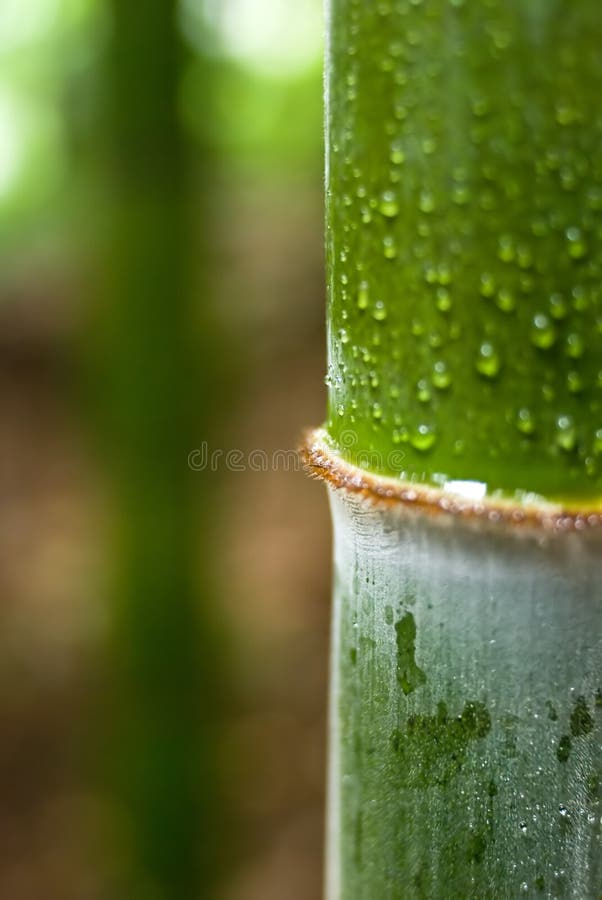 Water drop on bamboo stock photo. Image of fresh, rain 14760672