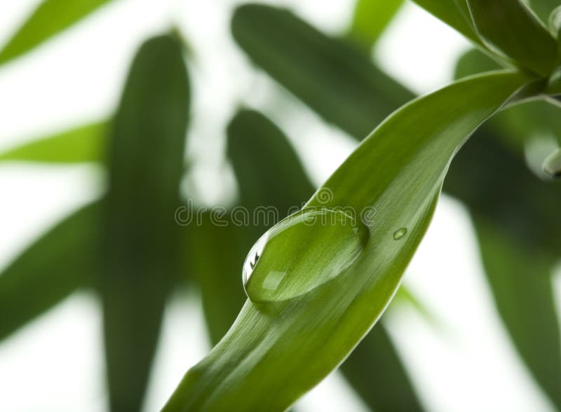 Water drop on bamboo leaf