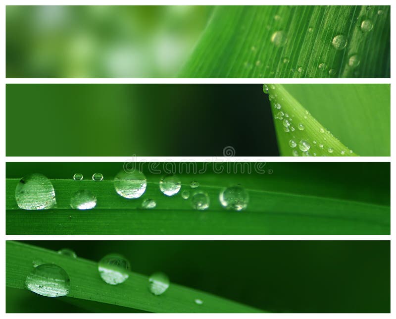 Natural Water Drops on Various Green Leaves. Ideal for websites. Natural Water Drops on Various Green Leaves. Ideal for websites.
