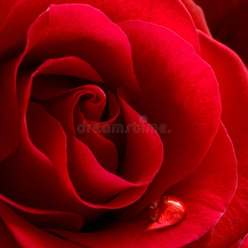 Water Drop on the Beautiful Red Rose. Macro Flower Background Photo