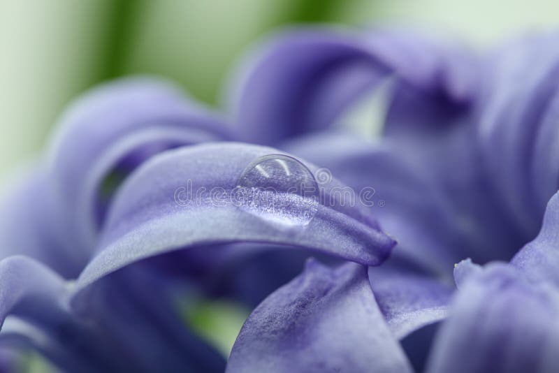 Water drop on a blue hyacinth flower stock image Water drop on a blue hyacinth flower stock image