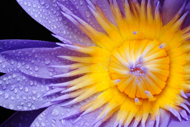 Water drop on colorful purple water lily in thaila