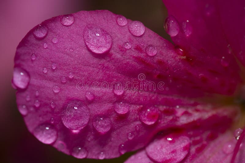 Water Drop On A Flower Petal Stock Photo Image of water, outdoors 21160134