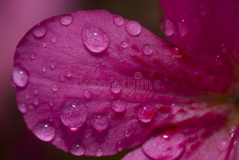 Water Drop On A Flower Petal Stock Images - Image: 21160134