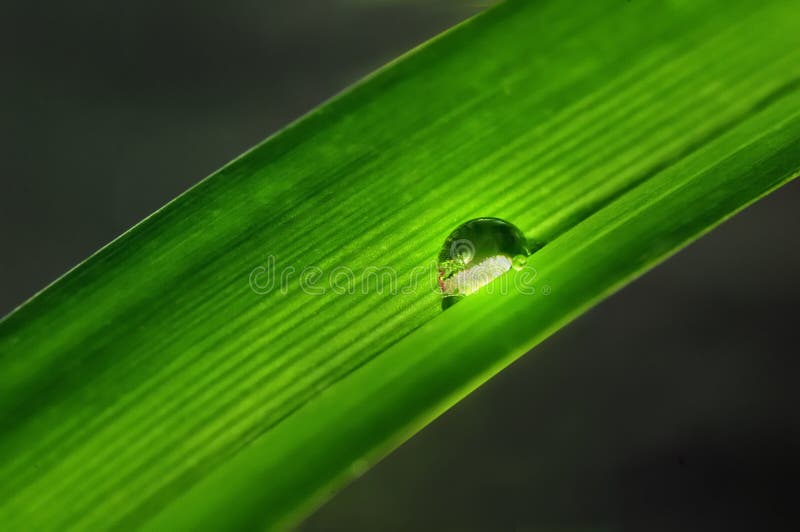 Water drop on a grass