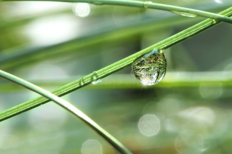 Water drop on the grass