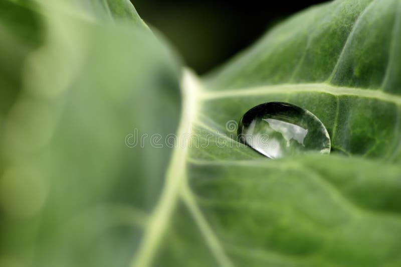 Water drop on a green leaf