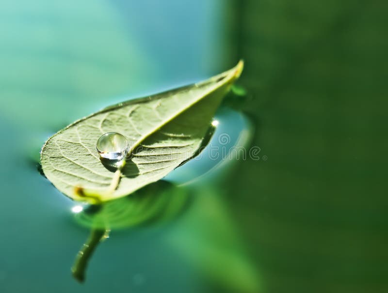 Water drop on leaf