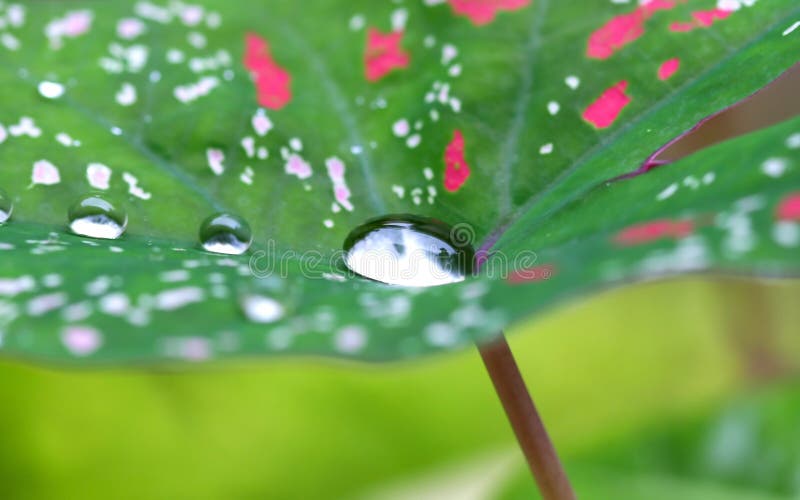 Water Drop On A Leaf