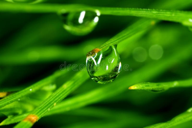 Water drop on the leaf stock photography