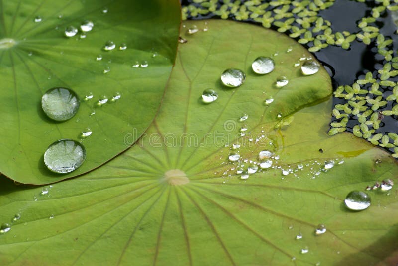 Water Drop on Lotus Leaf