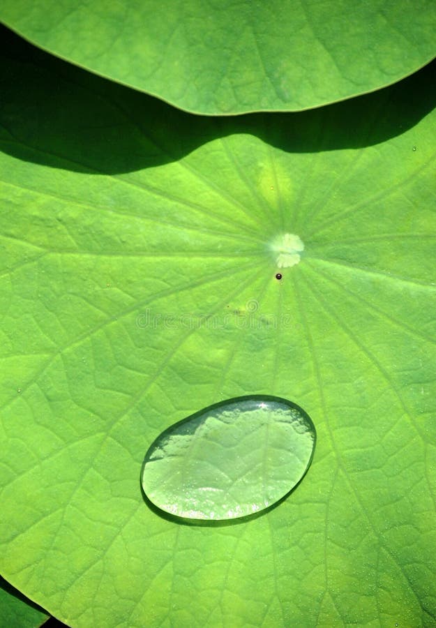 Water drop on lotus leaf stock image