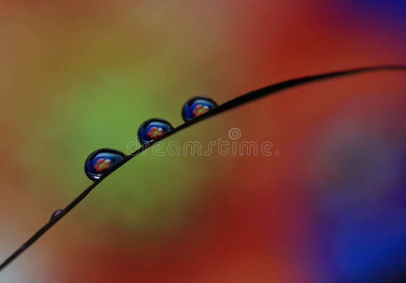 Water, Drop, Macro Photography, Dew Picture. Image 111026099