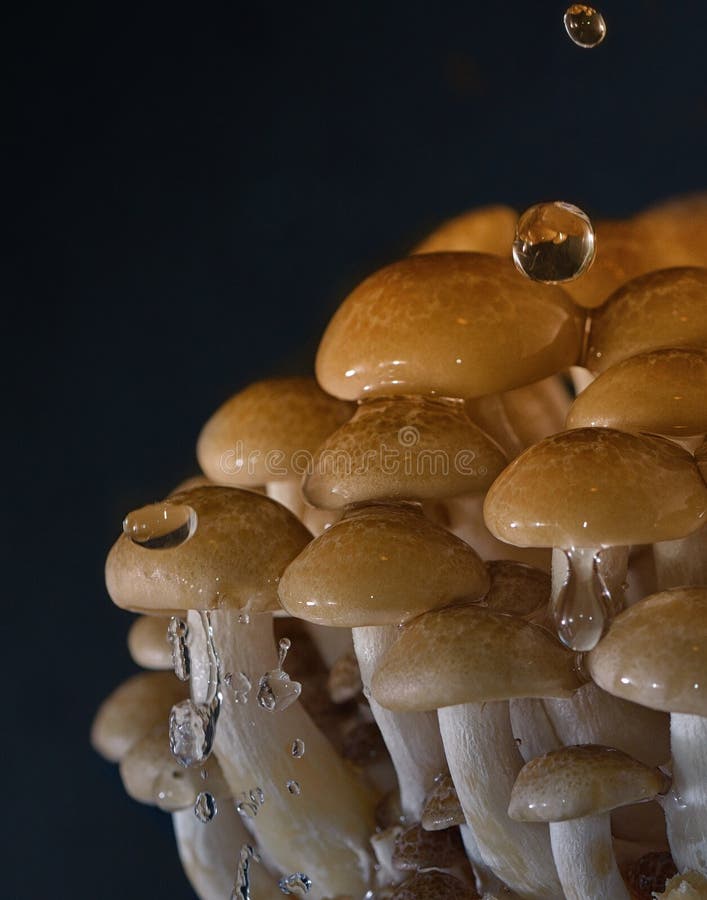 Mushroom Splash In Water Picture. Image 6411053