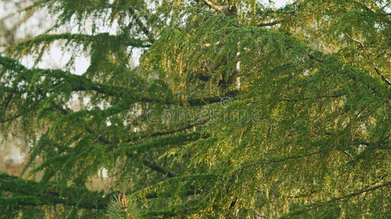 Water Drop On Needles Coniferous Tree After Rain. Background Of Green Spruce Branches. Bokeh. stock image