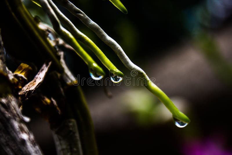 Water drop from Orchidaceae