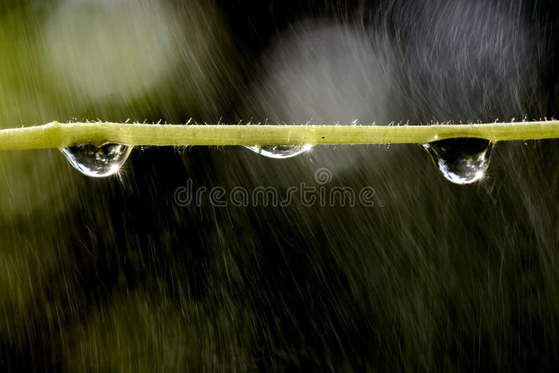 Water drop on plant branch stock photo. Image of agriculture 65108806