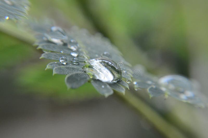 Water drop on plant stock image. Image of plant, rain 129318529