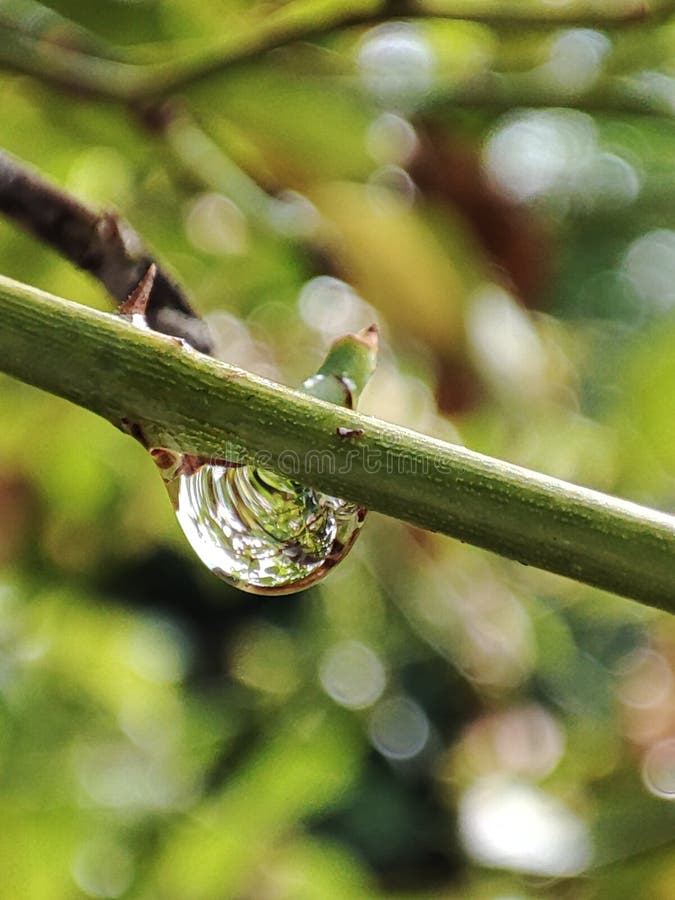 Water drop on a plant stock image. Image of dropa, water 232112623