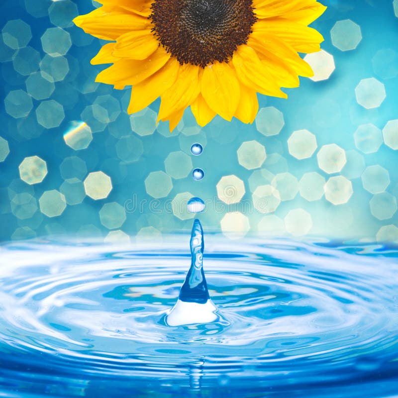 Sunflower on the beach stock image. Image of nature, beach 20093631
