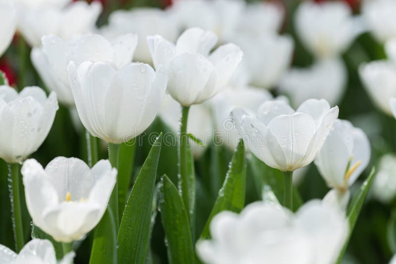 Water Drops on White Tulip Flower Stock Image Image of grow