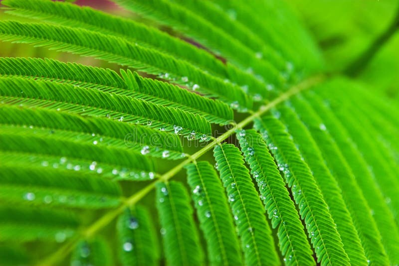 Water droplet on green leaf