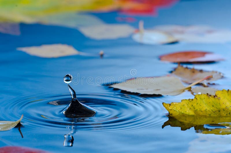 Water droplet in pond with autumn leaves stock images Water droplet in pond with autumn leaves stock images