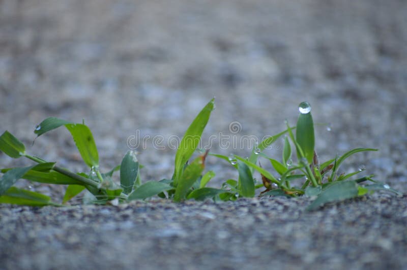 Water Droplets on Blades of Grass Stock Image Image of grass, water