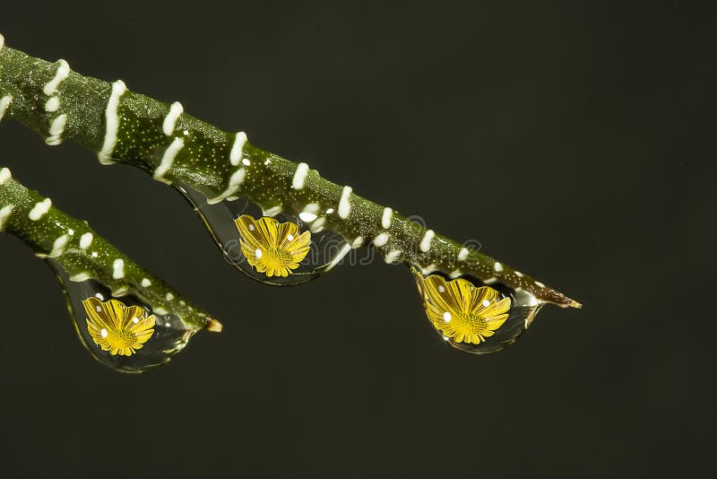 Water droplets with flowers