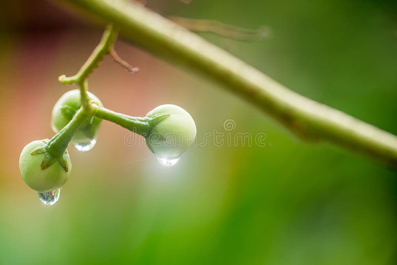 Water droplets on the fresh fruit tree. nature image for background