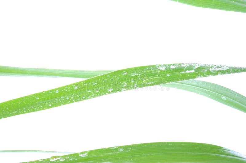 Water droplets on grass blades