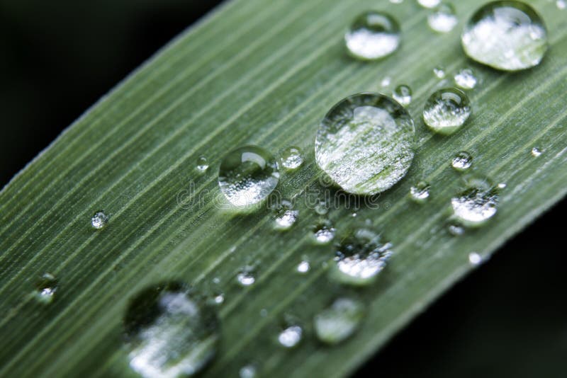 Water droplets on Grass