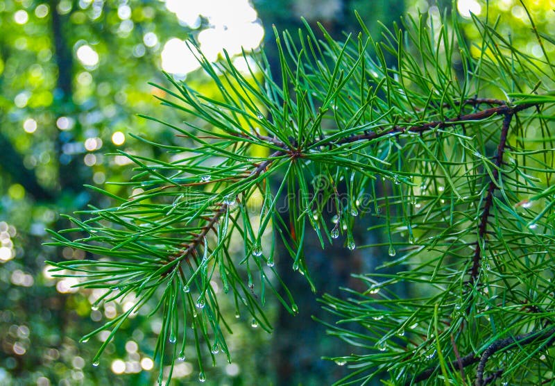 Wet Pine Tree Needles. Water droplets hang on the tips of pine tree needles after a brief rain shower stock image Wet Pine Tree Needles. Water droplets hang on the tips of pine tree needles after a brief rain shower stock image