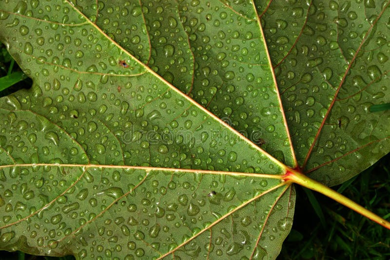 Water droplets on leaf