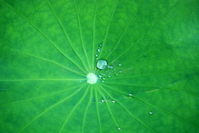 Water droplets and lotus leaf