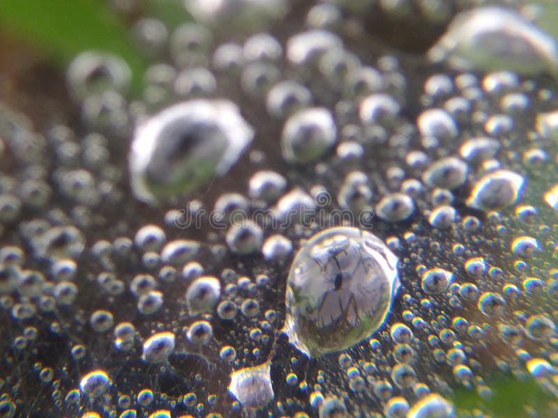 Drops of water or morning dew trapped in spider webs closely stick to light green leaves. Drops of water or morning dew trapped in spider webs closely stick to light green leaves.