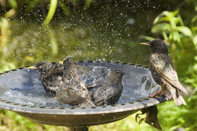 Water Droplets in Motion Starlings in Birdbath Stock Image Image of water, bath 248368925