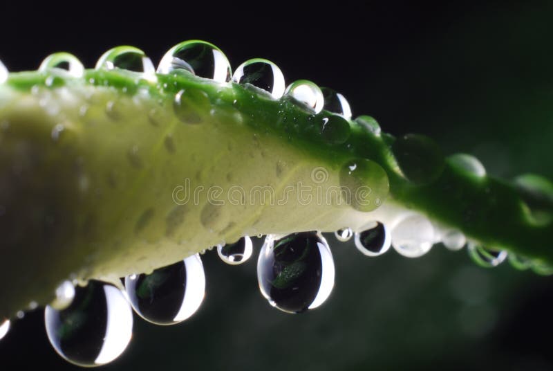 Water droplets on peace Lily 03