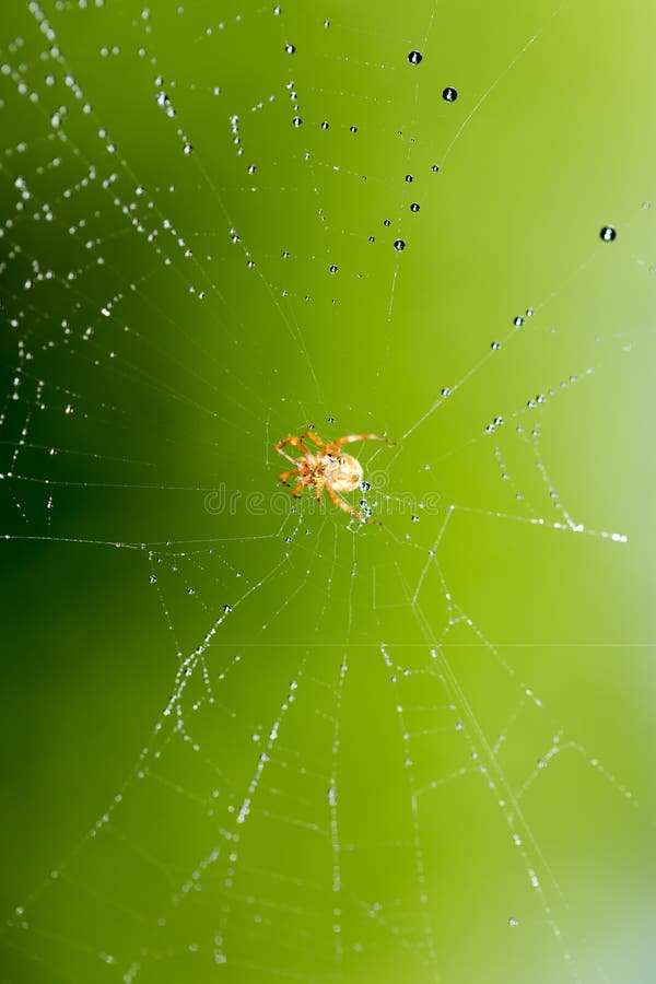 Water Droplets on a Spider  in Nature Stock Image Image of droplet