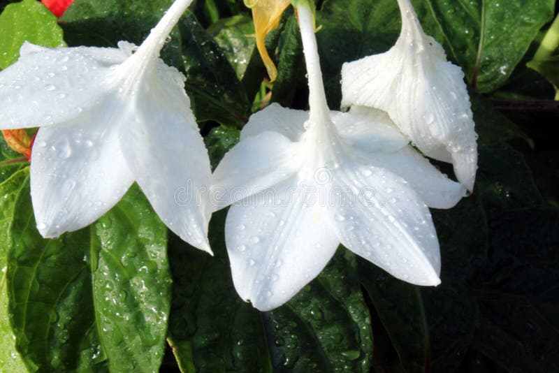 Water Droplets on Three White Amazon Lily Flowers Stock Photo Image of petals, botanical