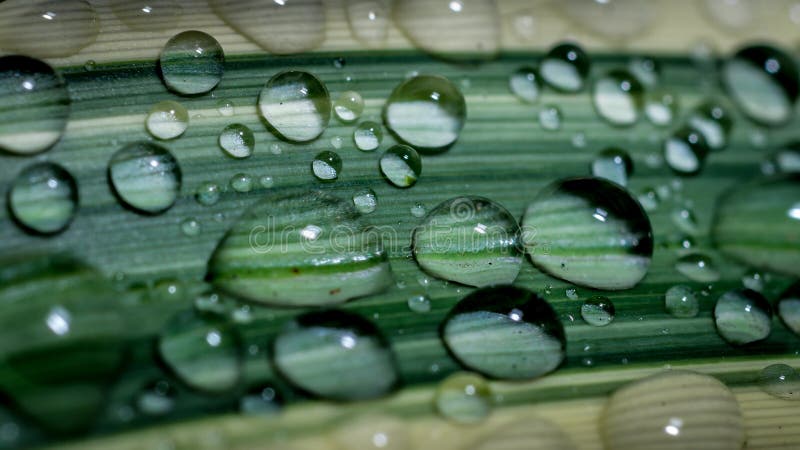 Water droplets on the white stripped green varigata leaf royalty free stock photo Water droplets on the white stripped green varigata leaf royalty free stock photo