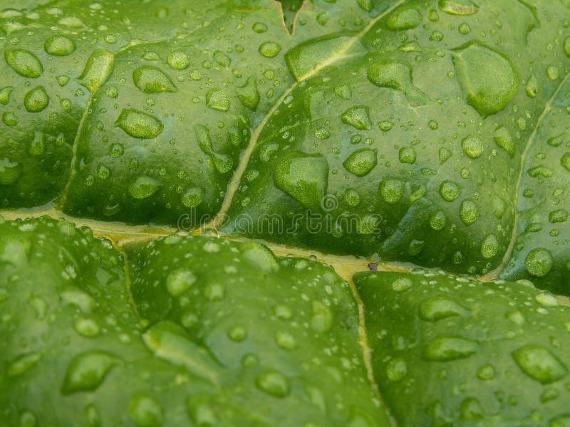 Water drops stock photos