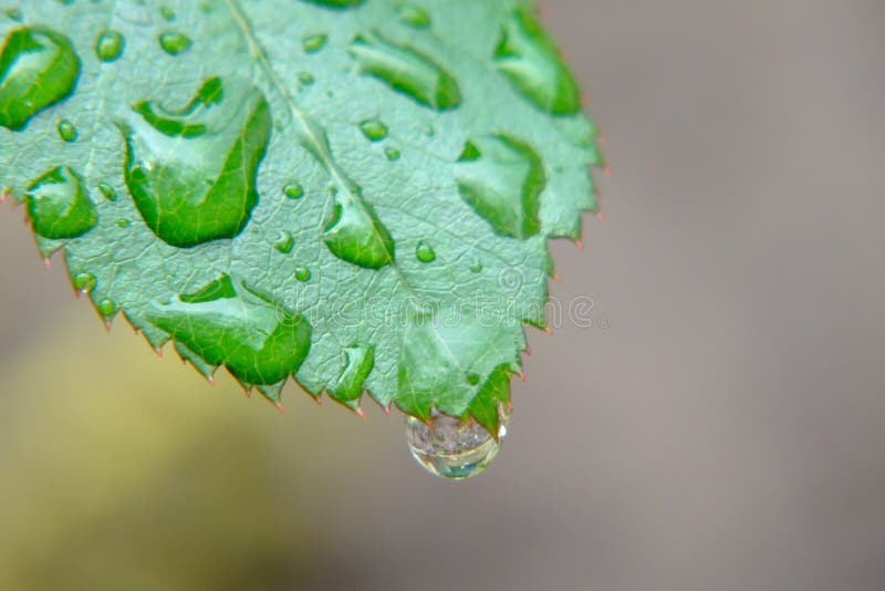 Water drops